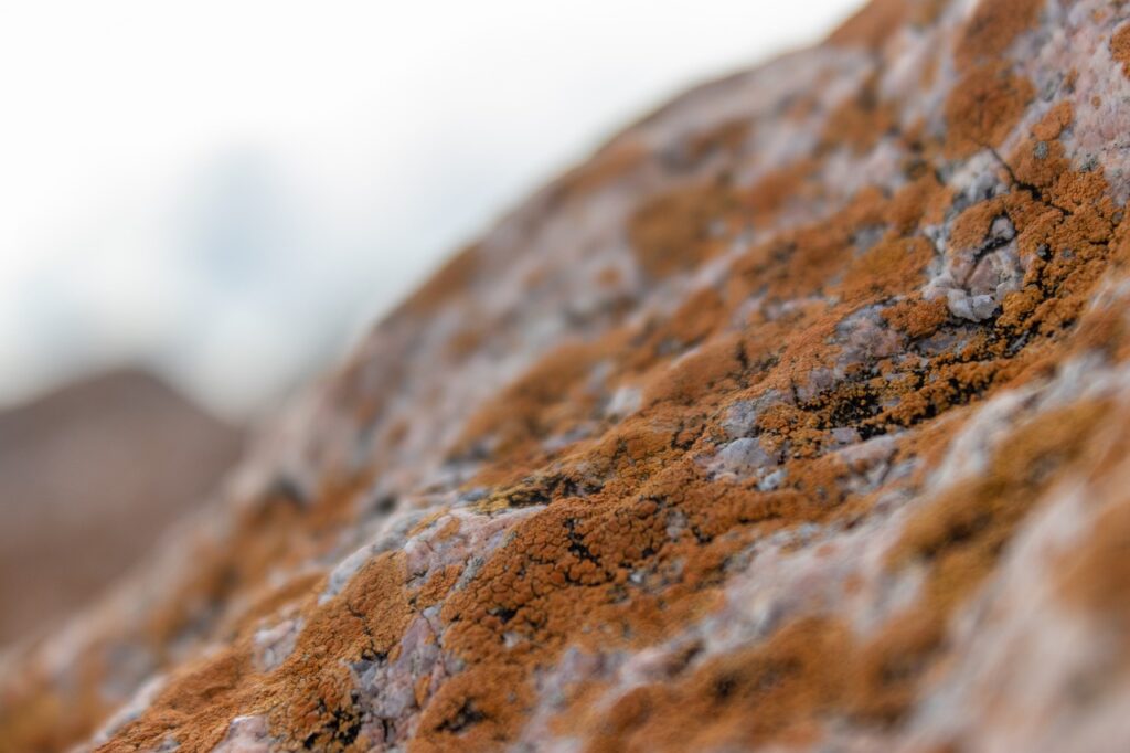 rare books to look for at garage sales