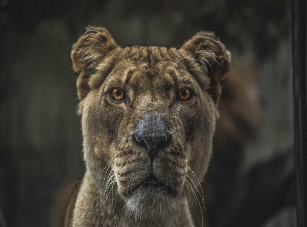 hajime no ippo animekage